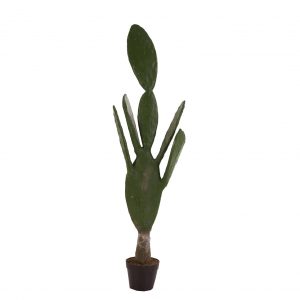 Planta cactus