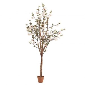 Planta magnolia