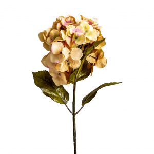 Flor hortensia