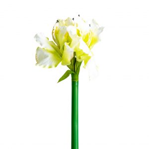 Flor amaryllis