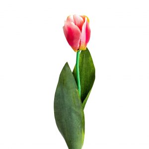 Flor tulipan