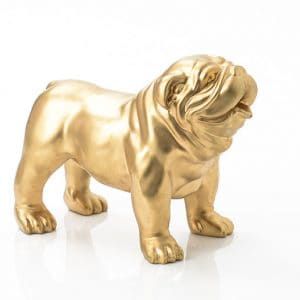 Bulldog usa perro oro pm