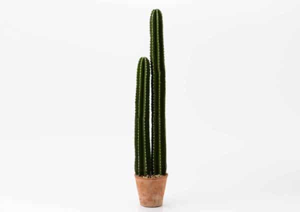 Cactus cierge mac