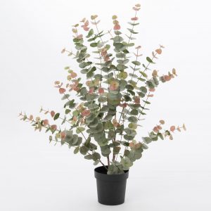 Eucalyptus plante