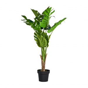 PLANTA MONSTERA PLANTA MONSTERA