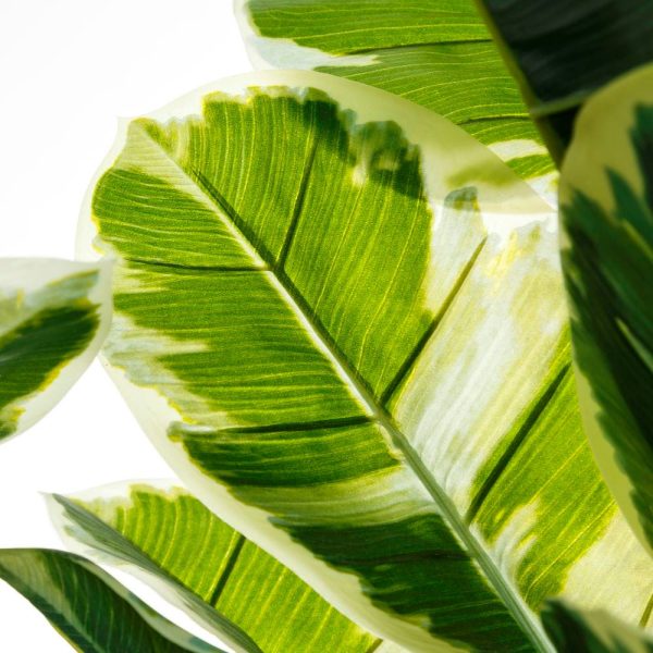 Planta roble verde “pvc” decoración 175 cm