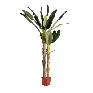 PLANTA BANANERO PLANTA BANANERO