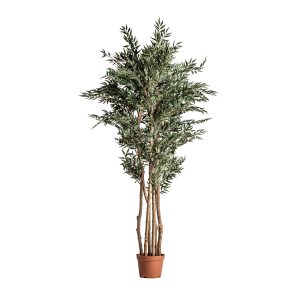 PLANTA HELECHO PLANTA HELECHO