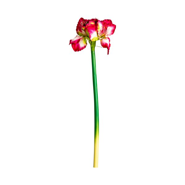 FLOR AMARYLLIS