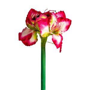 FLOR AMARYLLIS FLOR AMARYLLIS