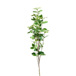 PLANTA FICUS PLANTA FICUS