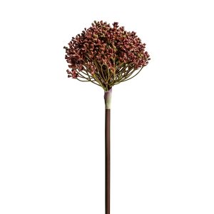 PLANTA ALLIUM PLANTA ALLIUM