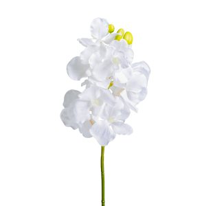 FLOR AZAHAR FLOR AZAHAR