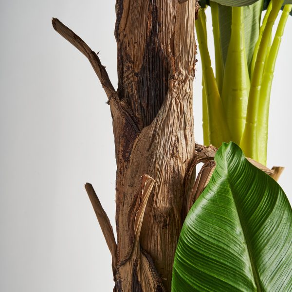 PLANTA PLATANERO
