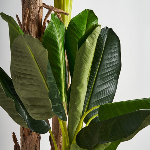 PLANTA PLATANERO