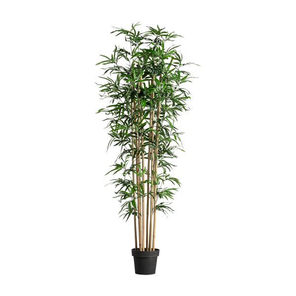 PLANTA BAMBÚ