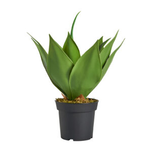 PLANTA LOTUS PLANTA LOTUS