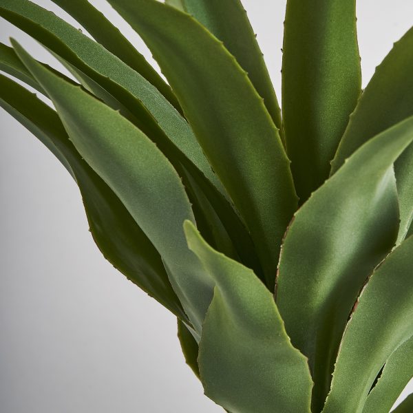 PLANTA YUCCA