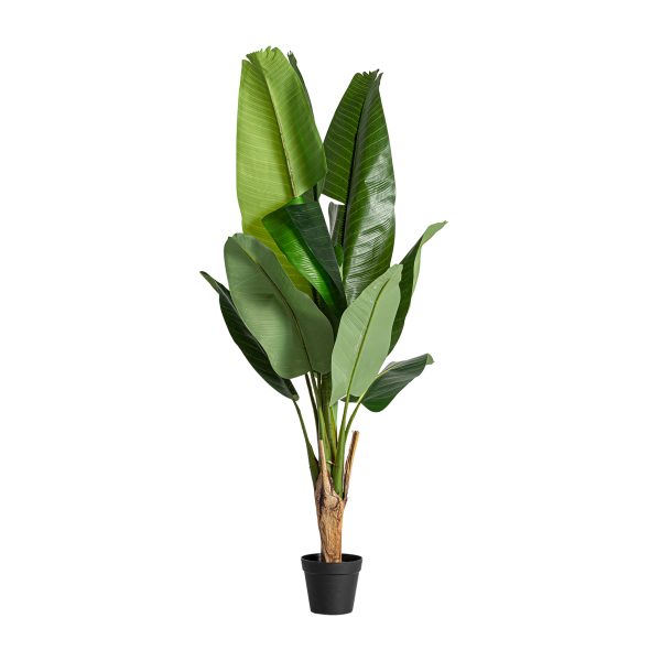 PLANTA BANANERA