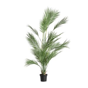 PLANTA HELECHO PLANTA HELECHO