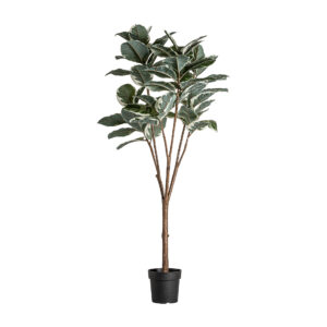 PLANTA ROBLE BLANCO PLANTA ROBLE BLANCO