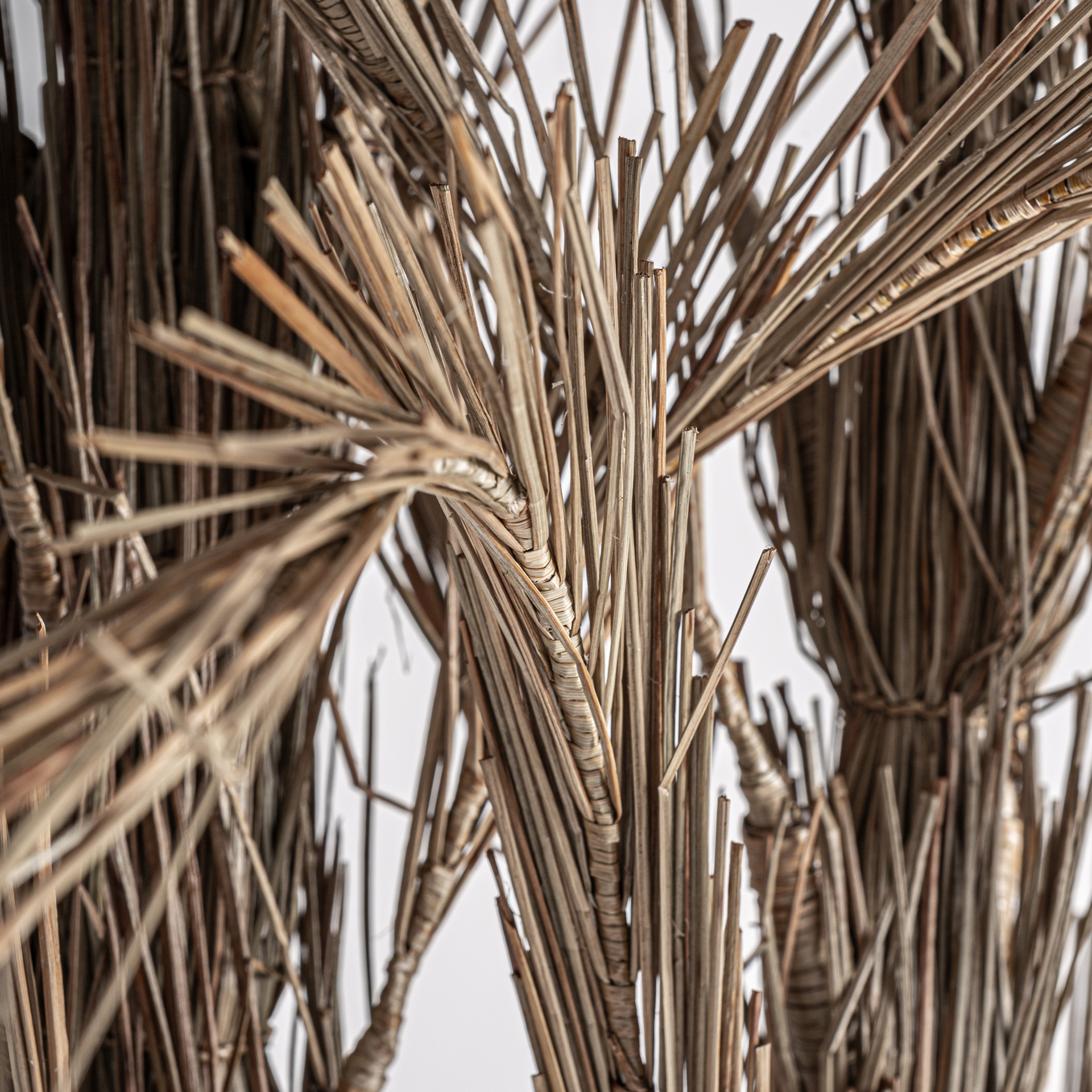 PLANTA ARECA PLANTA ARECA - Imagen 2