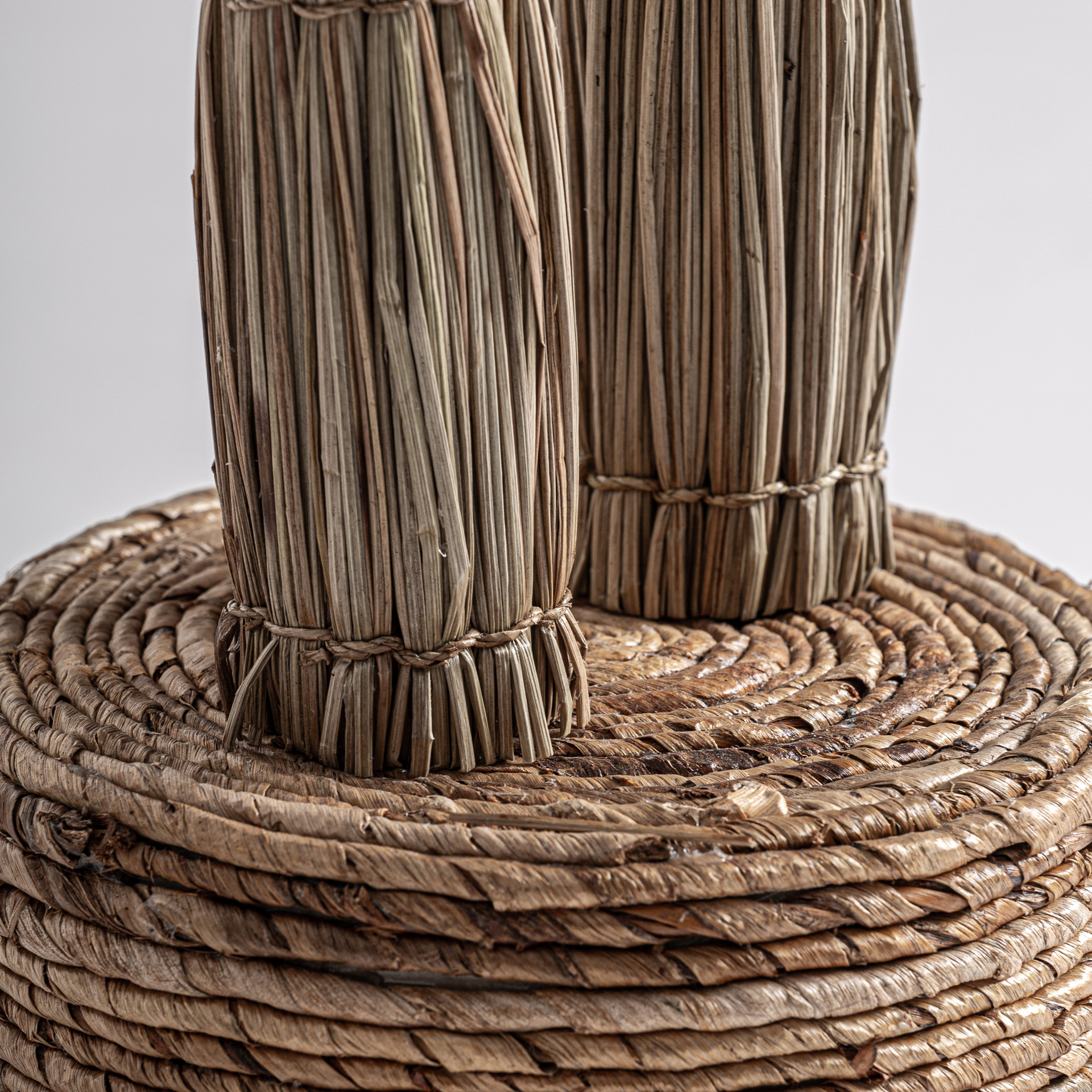 PLANTA ARECA PLANTA ARECA - Imagen 4