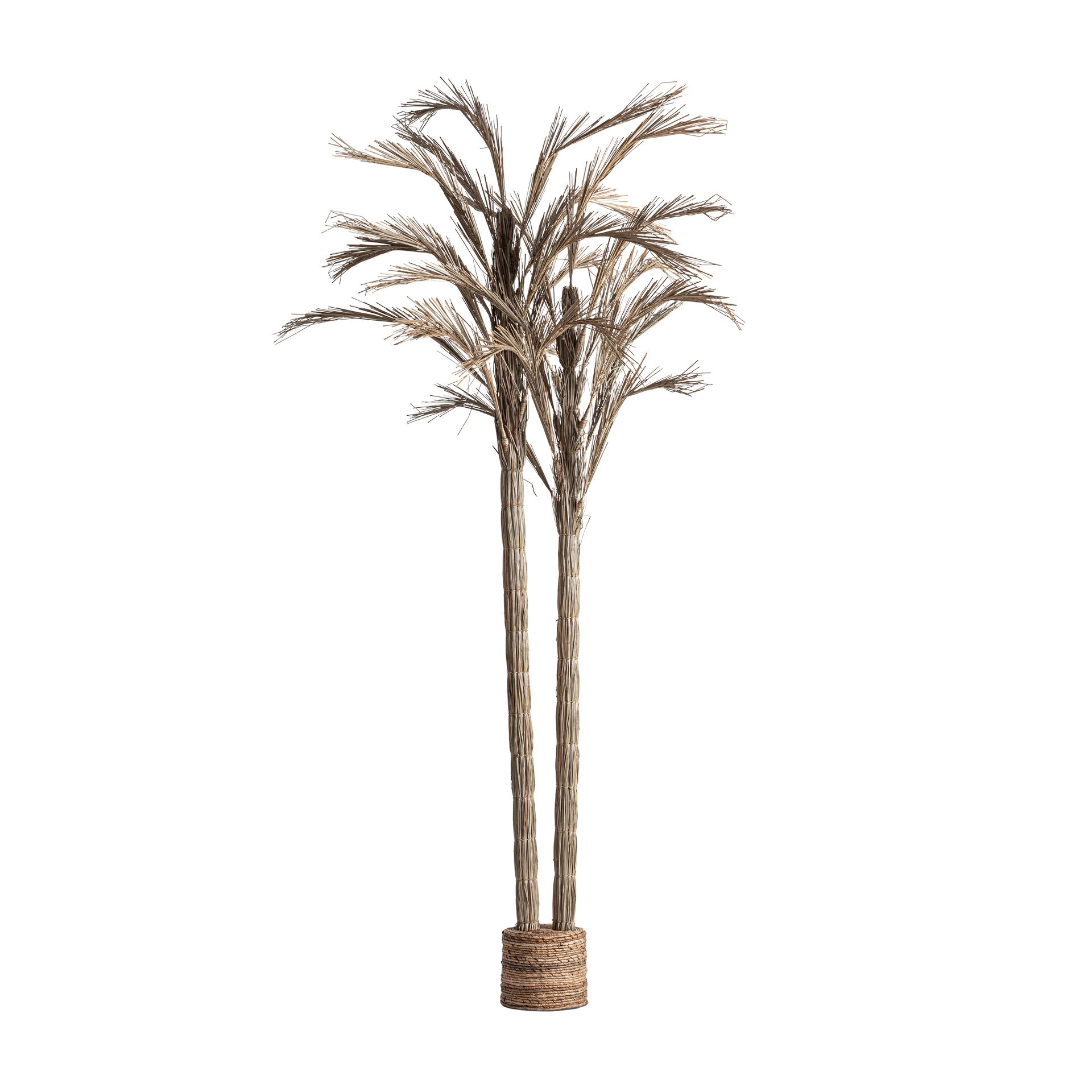 PLANTA ARECA PLANTA ARECA